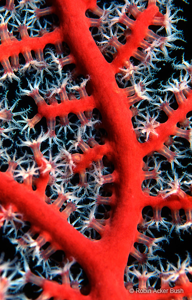 SEA026, feeding gorgonian, Bonaire, fine art underwater photography, natural imagery for architectural materials, custom products