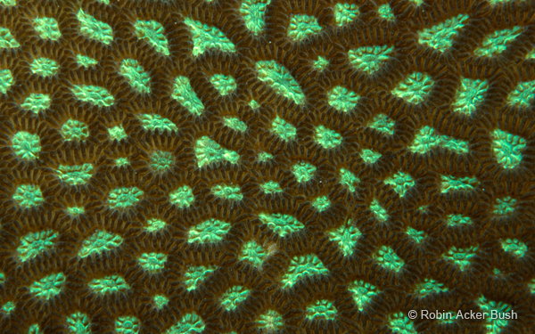 SEA032 coral, projected environments produced by award winning producer, director and photgorapher, Robin Bush, USA