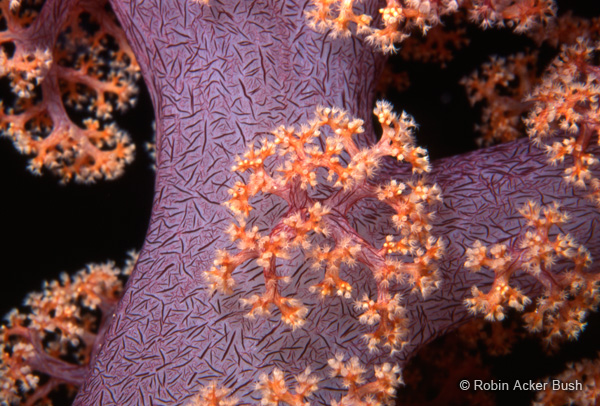 SEA036 soft coral, Robin Bush underwater photographer, reproductions for healing and hospitality environments