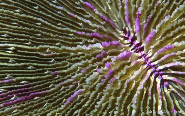 SEA044 mushroom coral, marine images by Robin Acker Bush for Voices of the Earth reproduced as furniture, lgihting, wall and ceiling coverings, acoustic panels, acoustic fabric, stretched fabric ceilings,