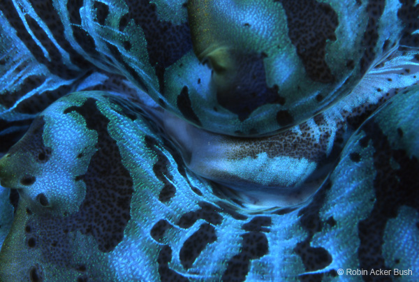 SEA049, blue sea clam, Solomon Islands, Voices of the Earth, book by Robin Acker Bush, 