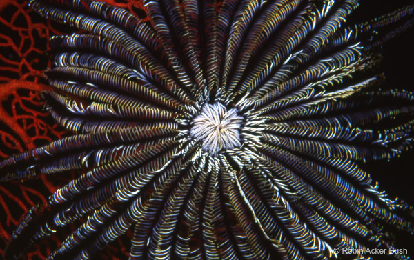 SEA051, crinoid, Carribean, Cayman Islands, Voices of the Earth, book of inspirational images by Robin Acker Bush,