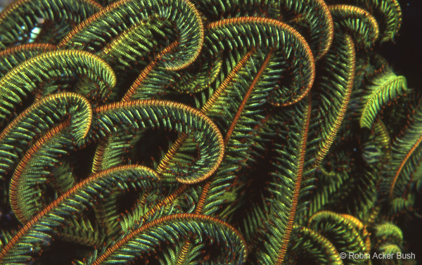 SEA052, Crinoid, Robin Acker Bush, Voices of the Earth, fabric, furniture, conference tables, nature, healthcare, spa, yacht, ocean liner, residential interior design