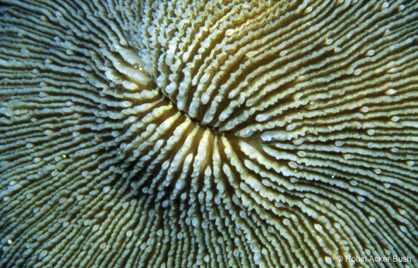 SEA056 mushroom coral detail, nautral imagery for interior design products, light boxes, glass, etched acrylic, windows and walls and doors, mirrors