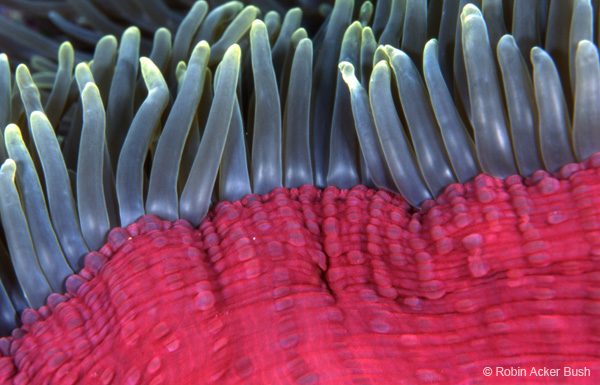 SEA073 Heteractis magnifica anemone, Solom Island, South Pacific, natural imagery for healthcare interior design