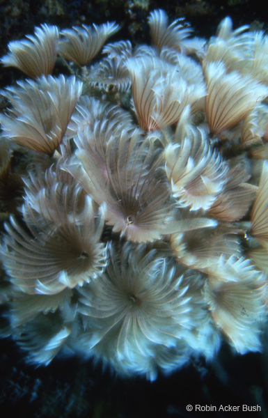SEA094 feather duster tube worm, projected environments produced by award winning producer, director and photographer, Robin Bush, USA