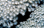 SEA020 fine art underwater photography by Robin Bush, custom architectural materials, 