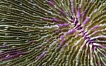mushroom coral, natural imagery for healthcare, hospitality, business, public and recreational interior design