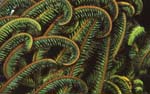 SEA052, crinoid, nature photography for healthcare interior design by Voices of the Earth, Robin Acker Bush, textiles, flooring, signage, window and wall decor, nature inspired environments for architects