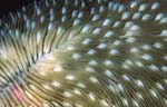 mushroom coral detail, natural imagery byr Robin Acker Bush for healthcare, hospitality, business, public and recreational interior design