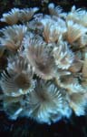 Feather duster worms feeding, Robin Bush underwater photography for healthcare, hospitality, residential and business design