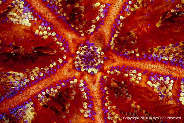 24-SEA208 Chris Newbert underwater photography for Voices of the Earth, custom architectural and interior design materials from natural imagery