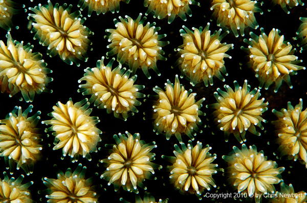 SEA287 coral