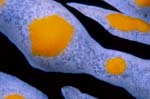 098-SEA307 anemone, by Chris Newbert, 