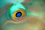 69-SEA289 fish eye, by Chris Newbert