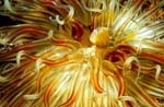 86-SEA249 anemone, by Chris Newbert, 